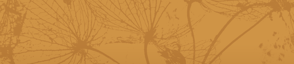 Euthanasie in Nederland: wetgeving, praktijk en ethiek