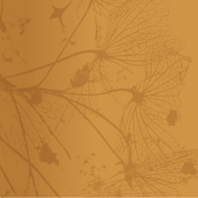 Euthanasie in Nederland: wetgeving, praktijk en ethiek